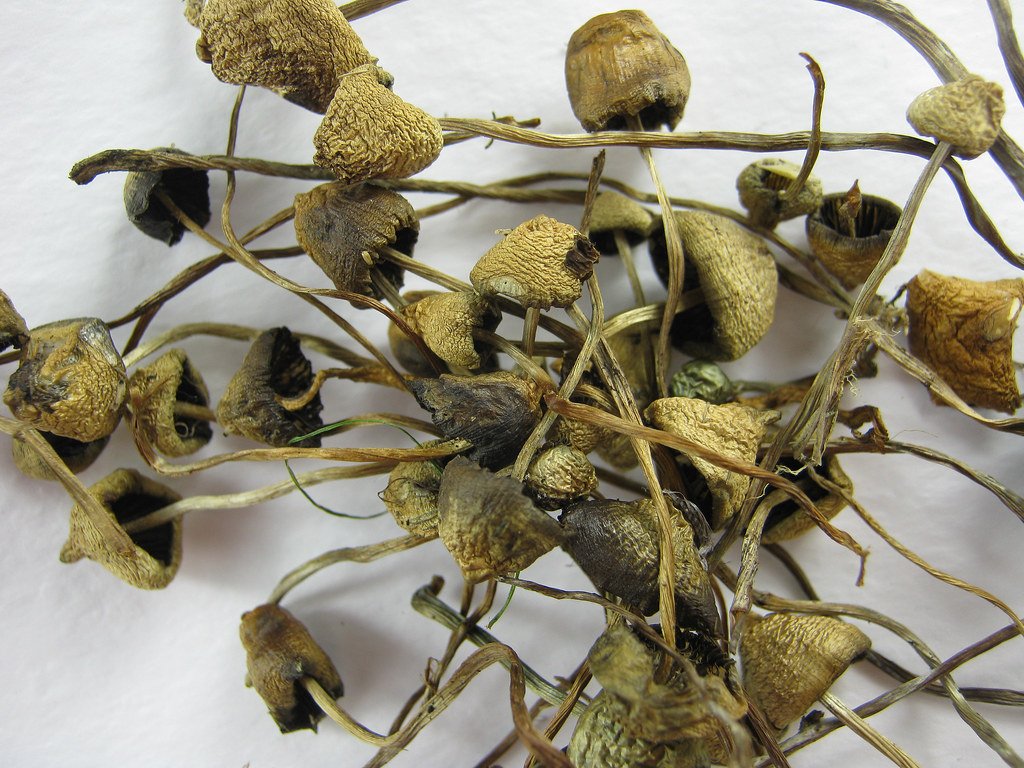BUY LIBERTY CAPS ONLINE