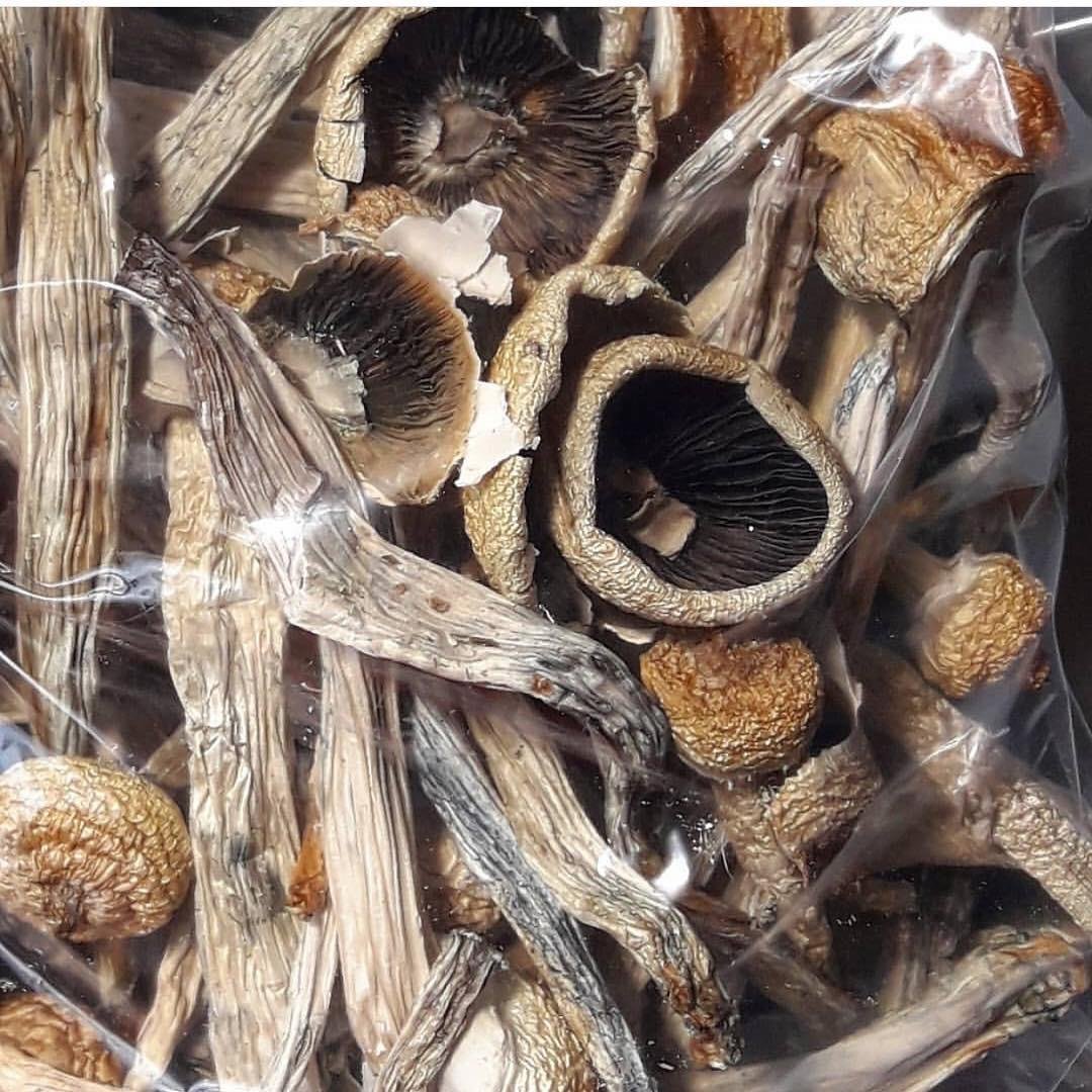 The Penis Envy Mushrooms | Shrooms